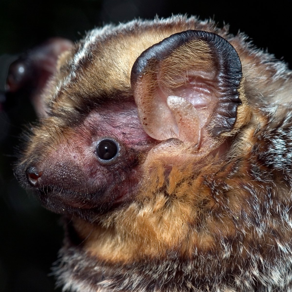 Bat Conservation International tweet media