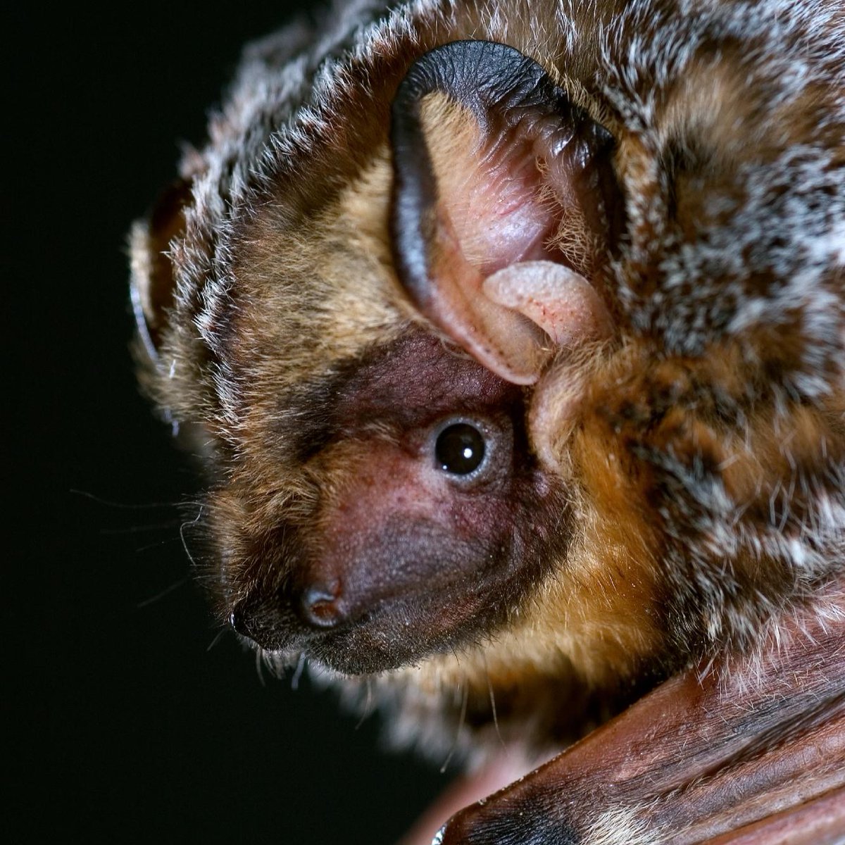 Bat Conservation International tweet media