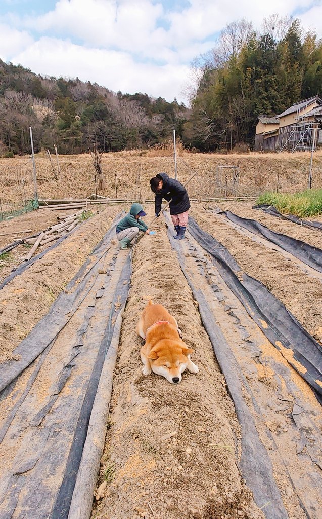 出来上がりのジャガイモに陽があたって、緑化しないように種芋にしっかり土と犬を被せて保護。