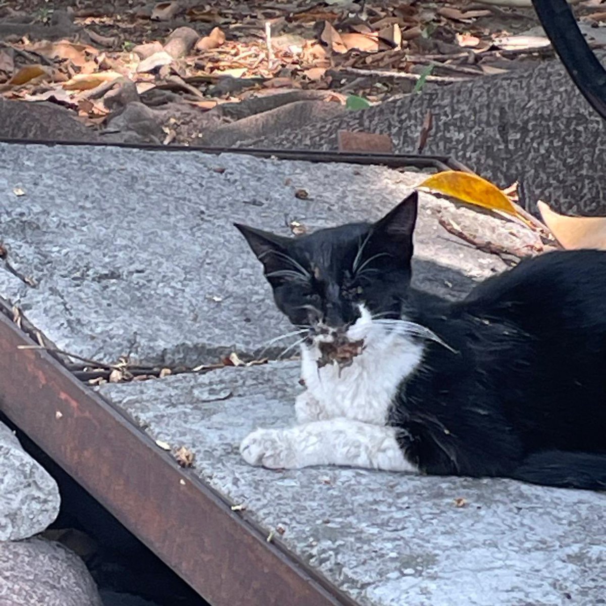 HugoTorresCDMX's tweet image. El es Mike, es un gatito de la comunidad felina de más de 100 🐈‍⬛ que se encuentran en la Unidad Scop #Narvarte en #BenitoJuarez actualmente se encuentra herido, nos ayudaría mucho que algún veterinario nos pueda ayudar para atenderlo, el problema es que requerimos una trampa para
