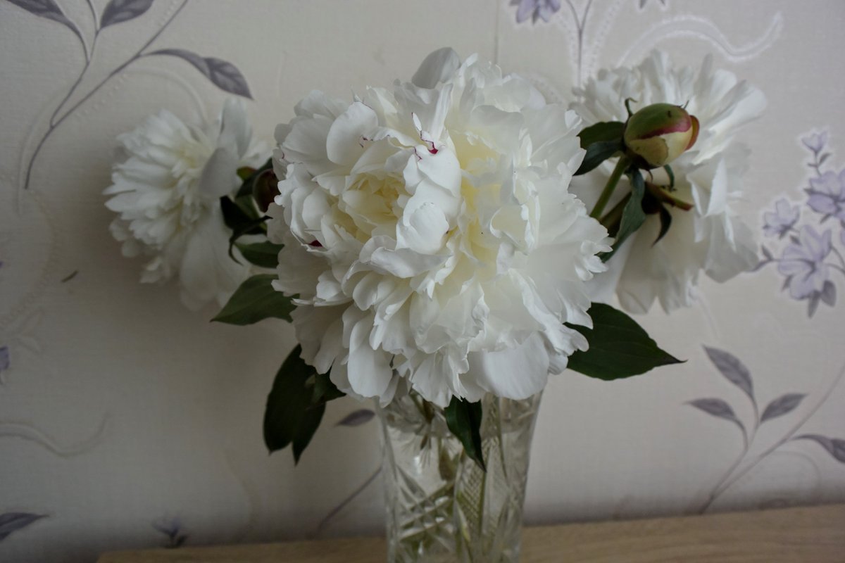 Firstonx's tweet image. #flowers #home #photography