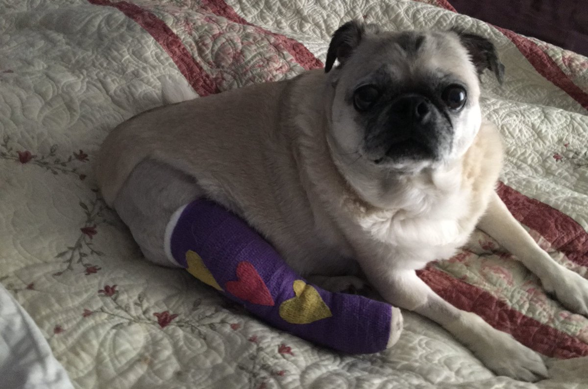 Kristina 🇺🇸❤️🇮🇱 😇🐶🌻📣☮️ tweet media