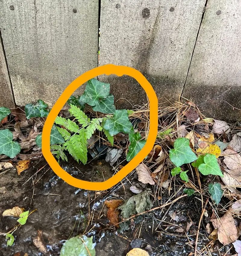 Robert MacDonald tweet media