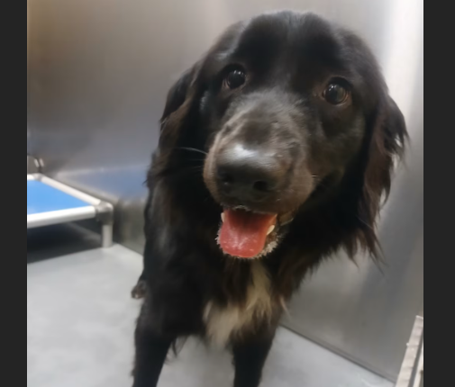 HollywoodDogs's tweet image. At an overcrowded shelter in #Memphis, #TN, 3-year-old Blakey is in IMMEDIATE need of adoption, a foster home, or rescue adoptapet.com/pet/47808679-m… #URGENT #AdoptableDogofDay 🐶
