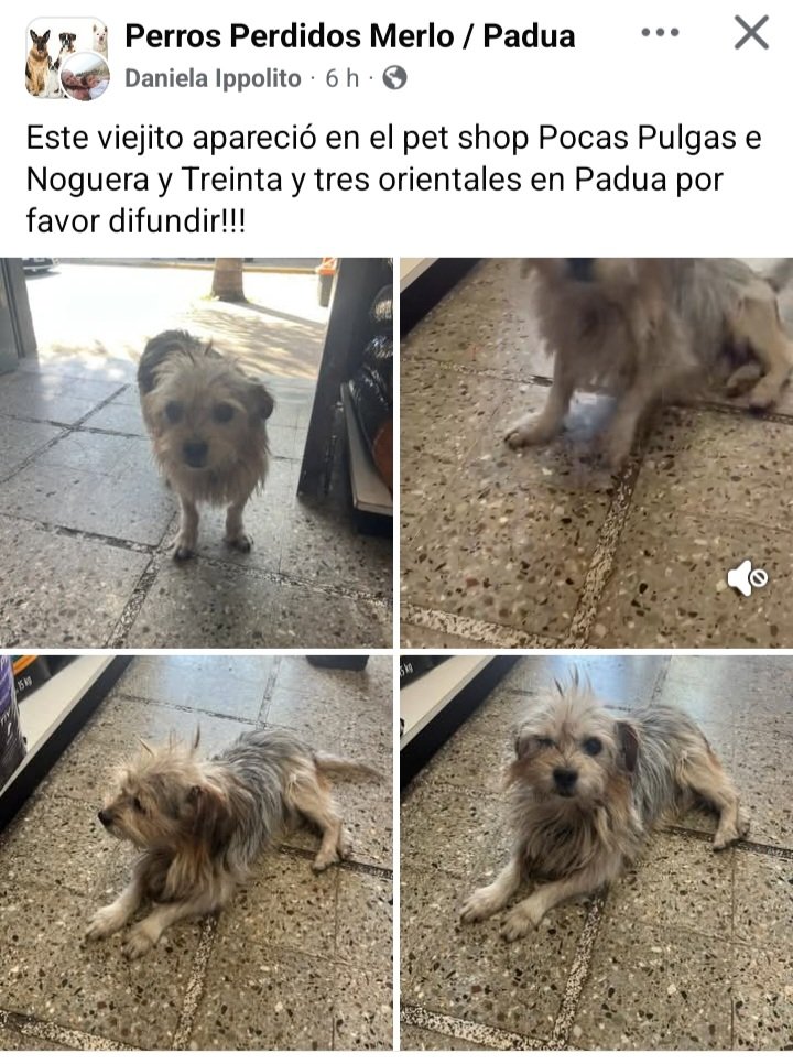 Perros de Merlo tweet media