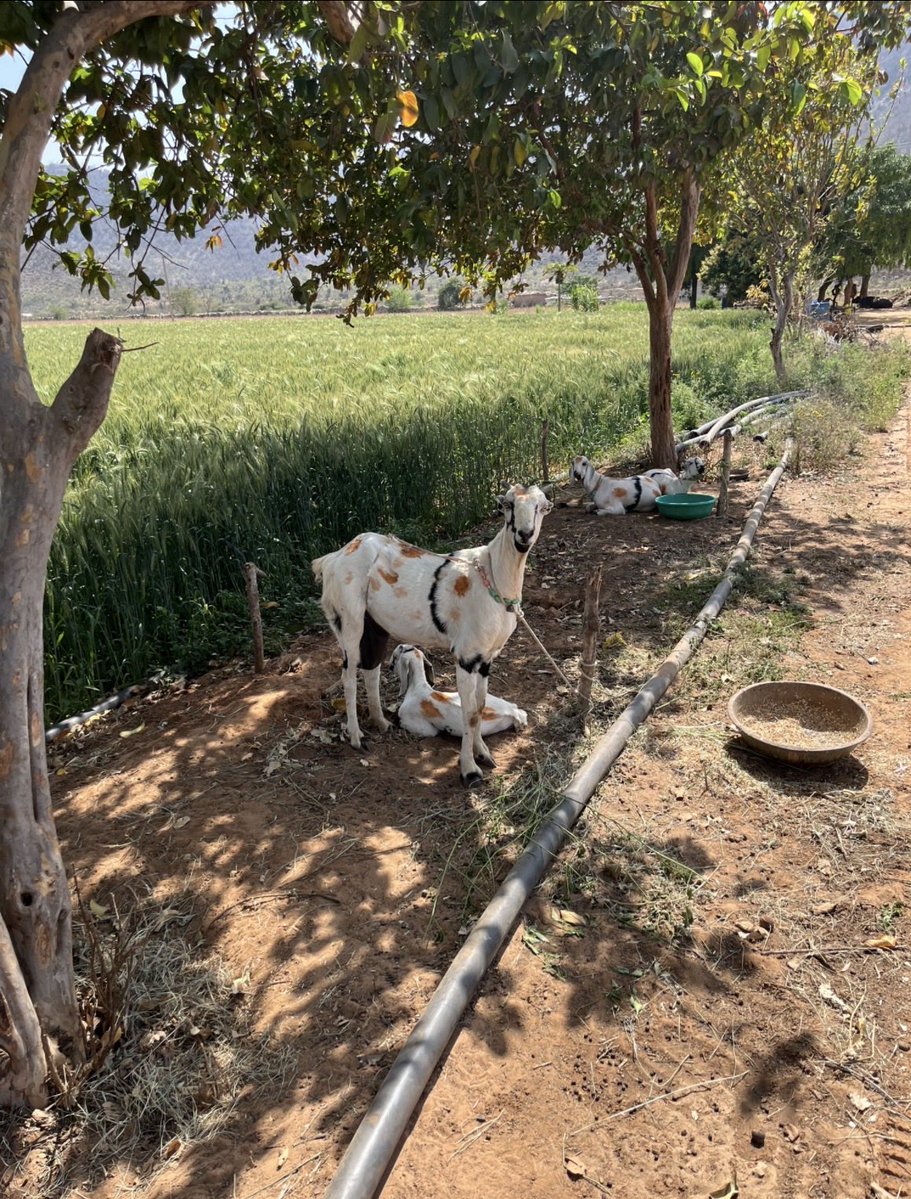 prakashneempani's tweet image. Meri phot mat le… main influencer nahi hoon!” #village #goats #trending #animallove