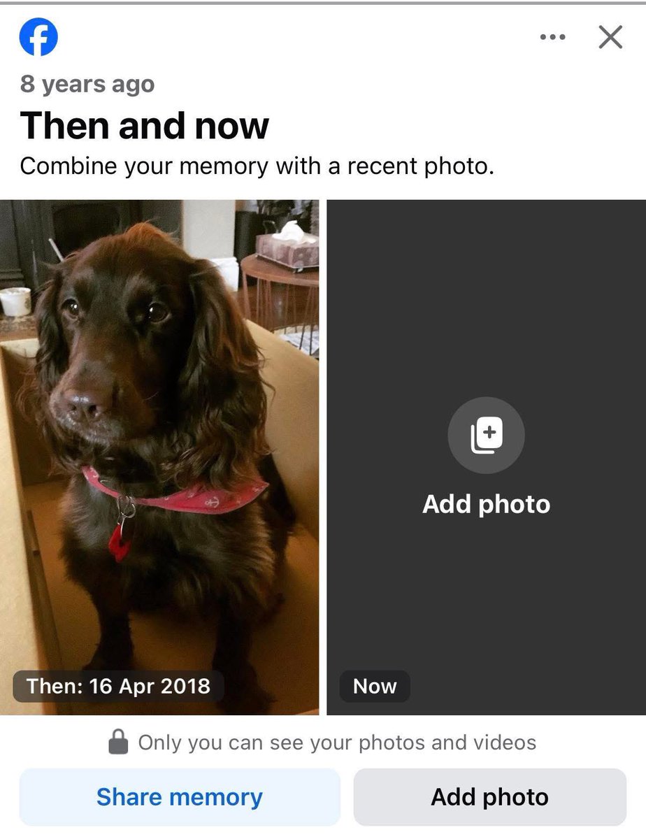 #SpanielHour 

WILLOW STILL MISSING 

DONT let the retweets stop 

Willows mum has done EVERYTHING possible to get her girl home 😪