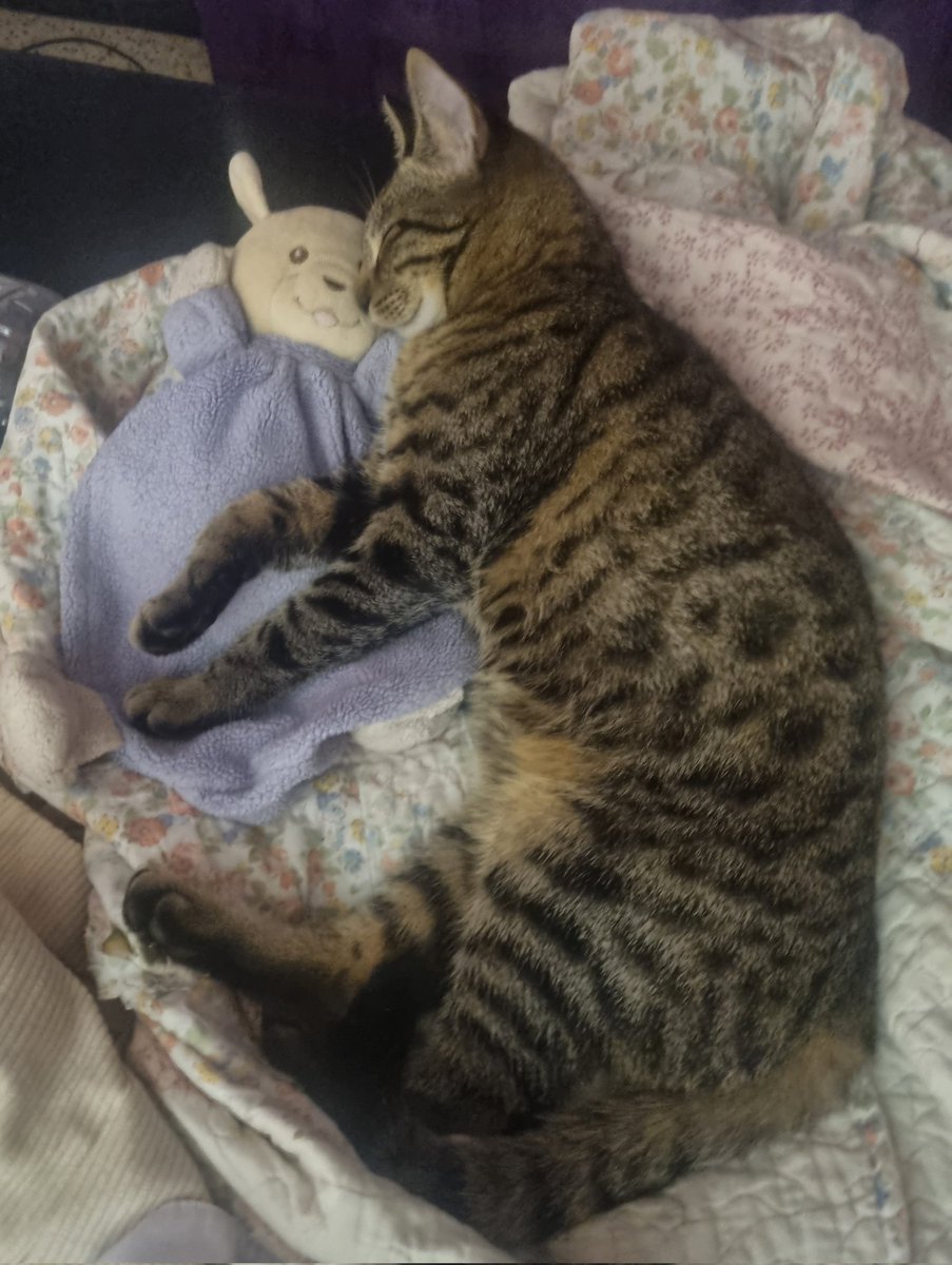 ❣️Toumsi❣️ tweet media