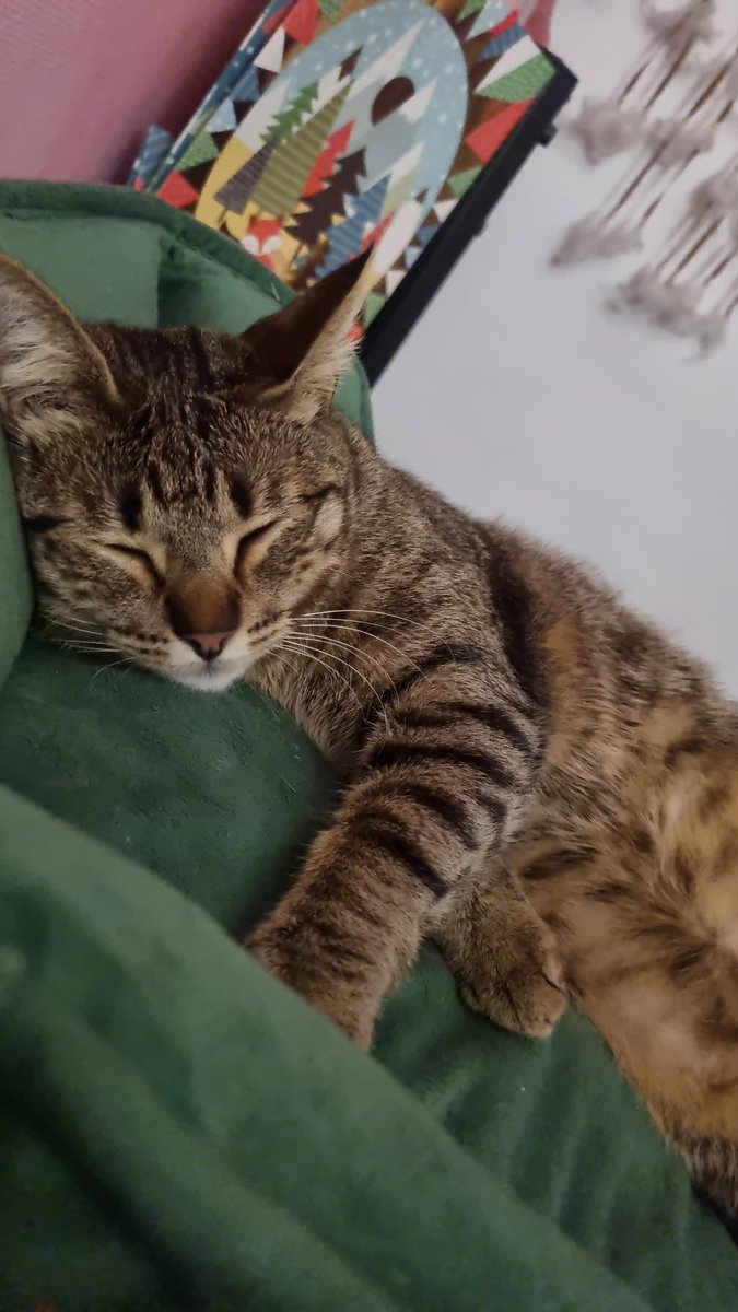 ❣️Toumsi❣️ tweet media