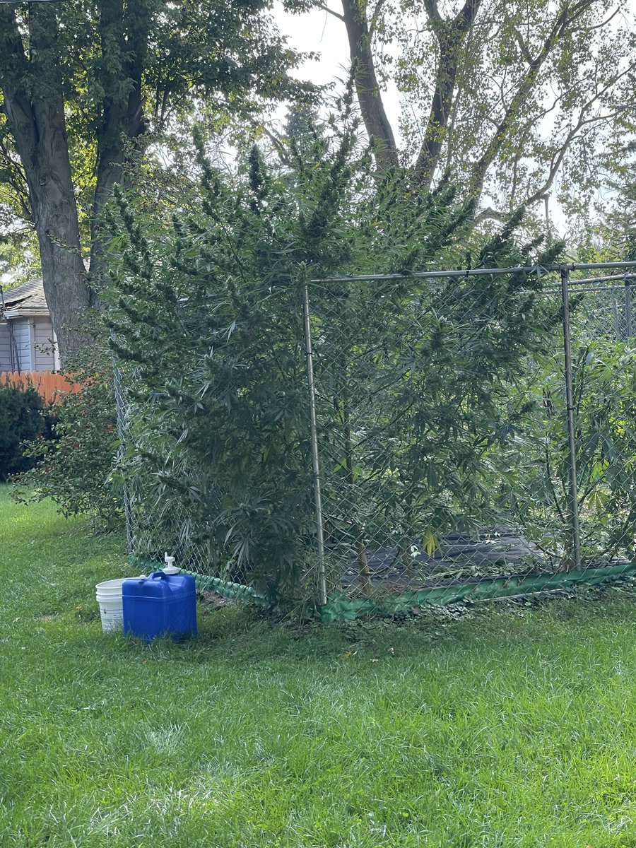 BudPrimo tweet media