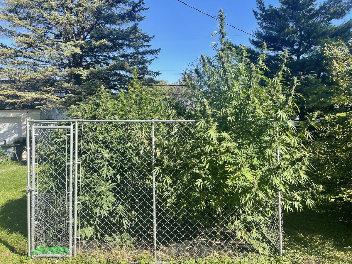 BudPrimo tweet media