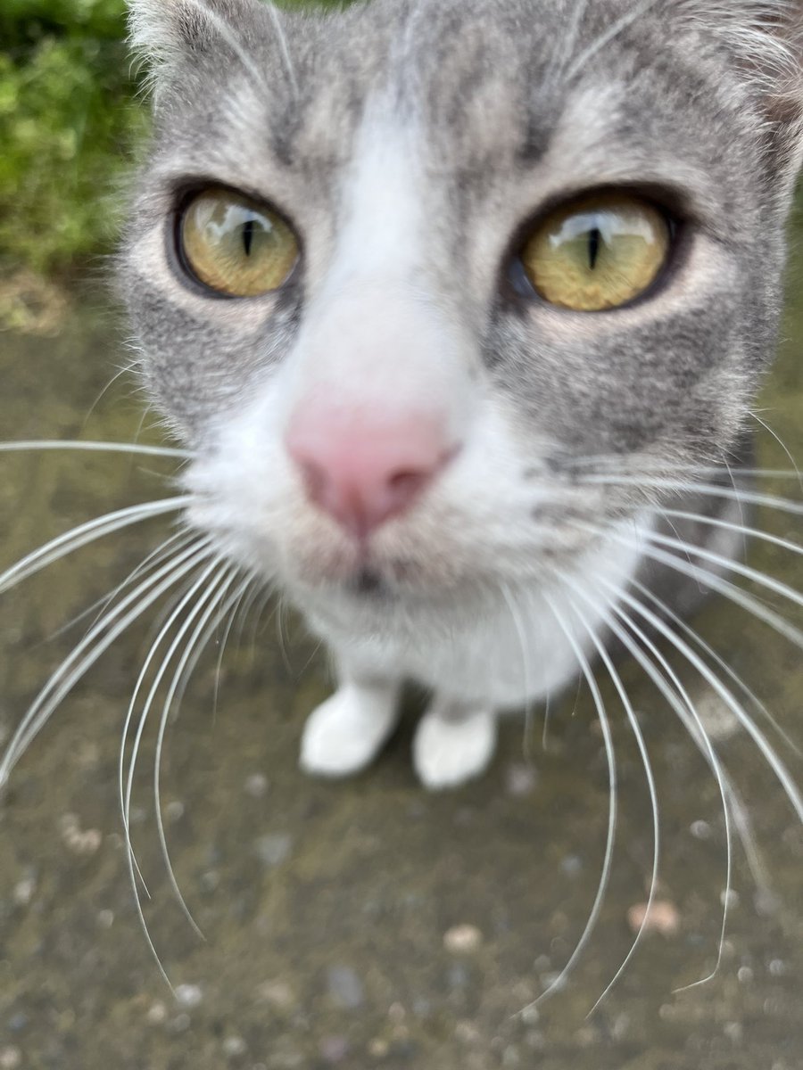 nova | ENHYPEN IS 7 tweet media