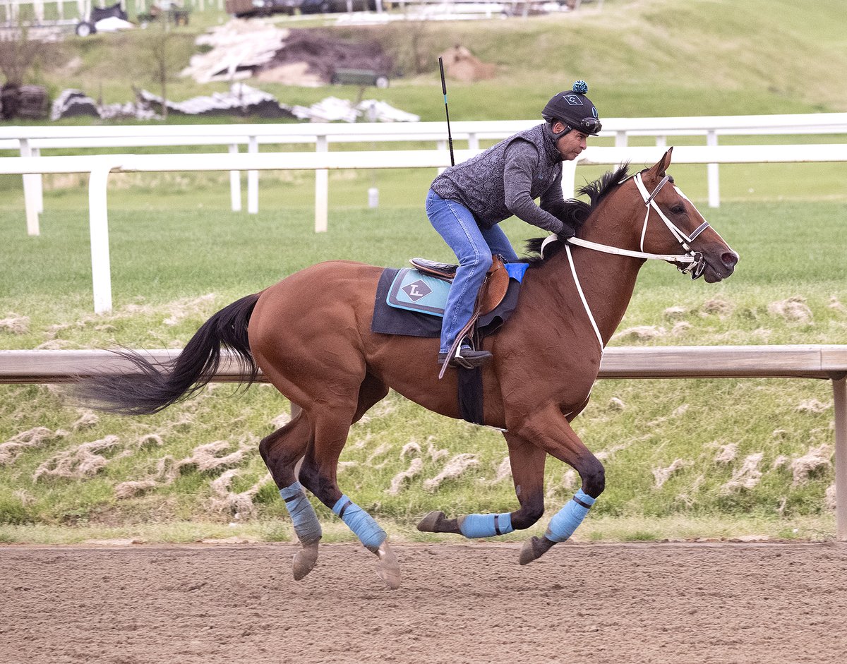 PreaknessStakes's tweet photo. The Hell We Did getting ready to do it.

@LaurelPark https://t.co/1VyTn3cMpi
