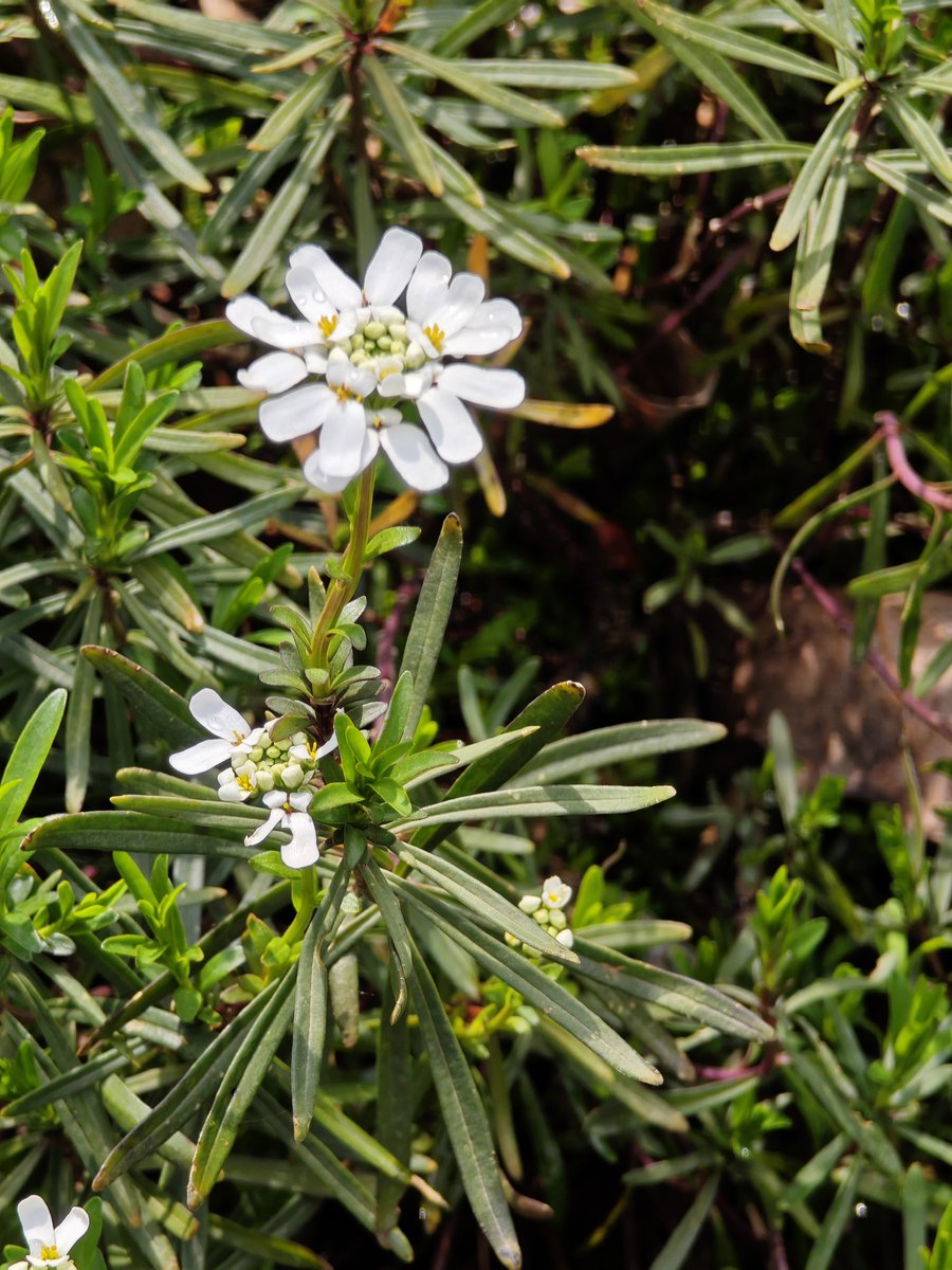 KatySnchez's tweet image. Iberis sempervirens, conocida comúnmente como carraspique o cestillo de plata. #flores #hacerfotos  #plantas #naturaleza