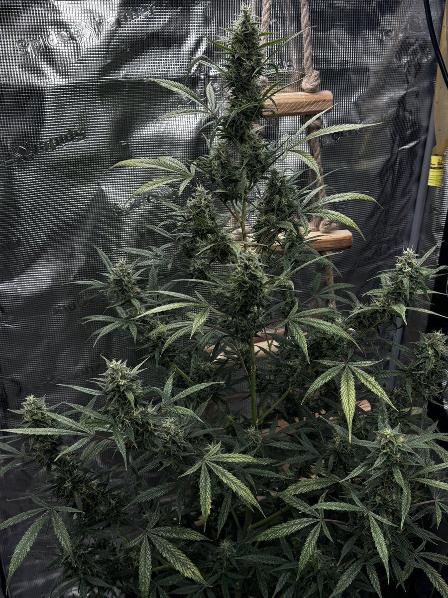 ZielonyPatrolEF's tweet image. DailyDay 29.04.2026 Today's observation. A quiet day. It's growing beautifully! Greetings to everyone 🫡#chill #grow