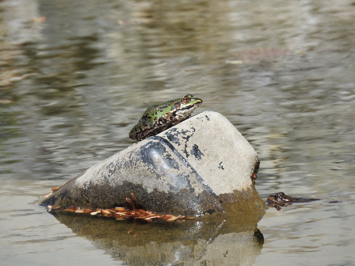 natur18442751's tweet image. #frog