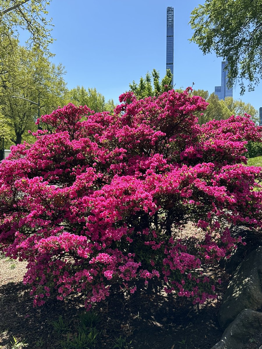 EllieJapan2022's tweet photo. Look such a beautiful pink flowers tree in Central Park.
#CentralPark #tallbuilding #skycrapers #clearsky #withmylove #NatureScenery #Manhattan #NY #familytime https://t.co/x5WgFajXhx