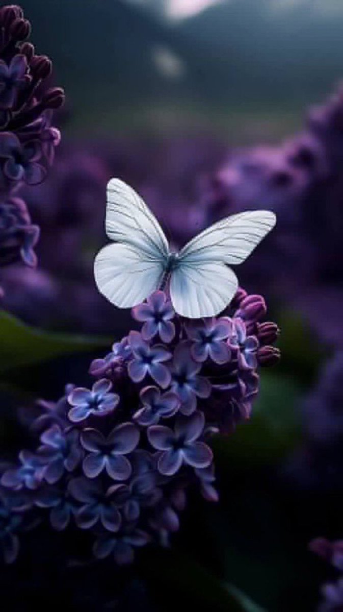 أميره tweet media