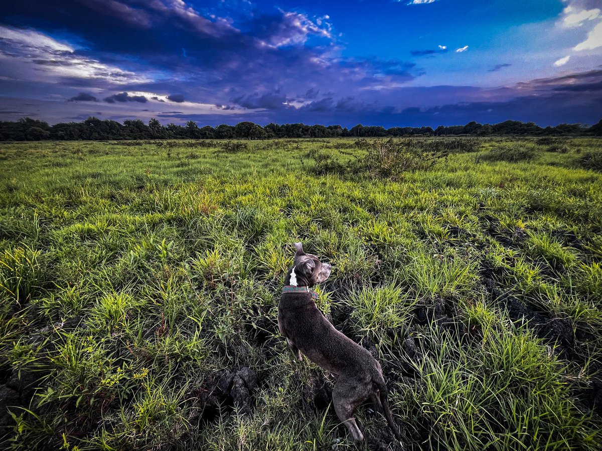 HuertaFran84's tweet image. Una #caminata con mi fiel compañero 
#DogsOnTwitter