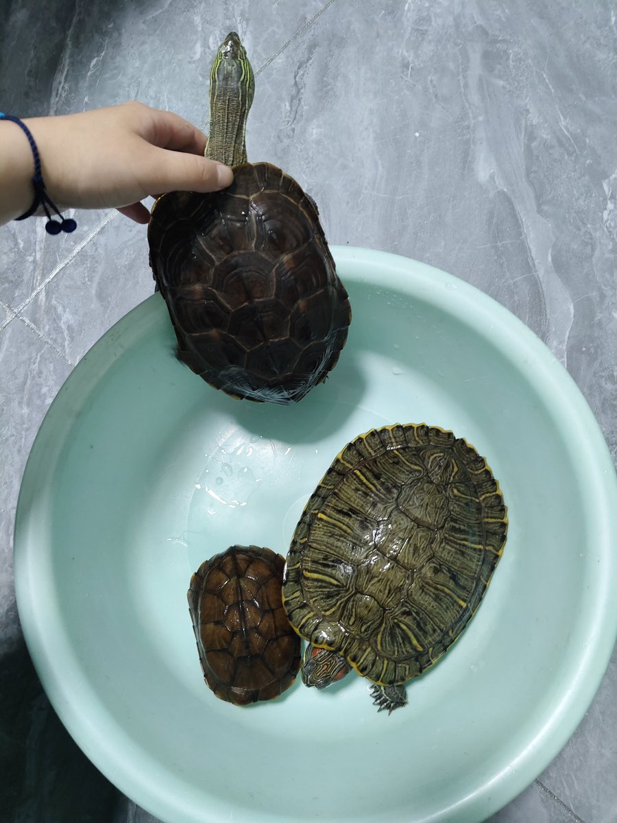 kqiox1358711's tweet photo. 🐢🐢🐢 https://t.co/pPMXwNjIpG