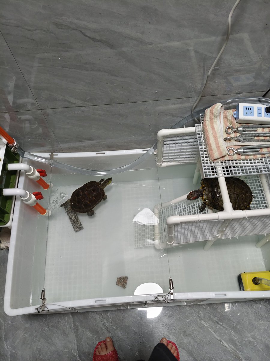 kqiox1358711's tweet photo. 🐢🐢🐢 https://t.co/pPMXwNjIpG