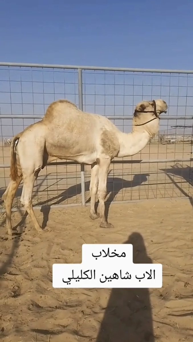 الهجن الاصايل 🐪 tweet media