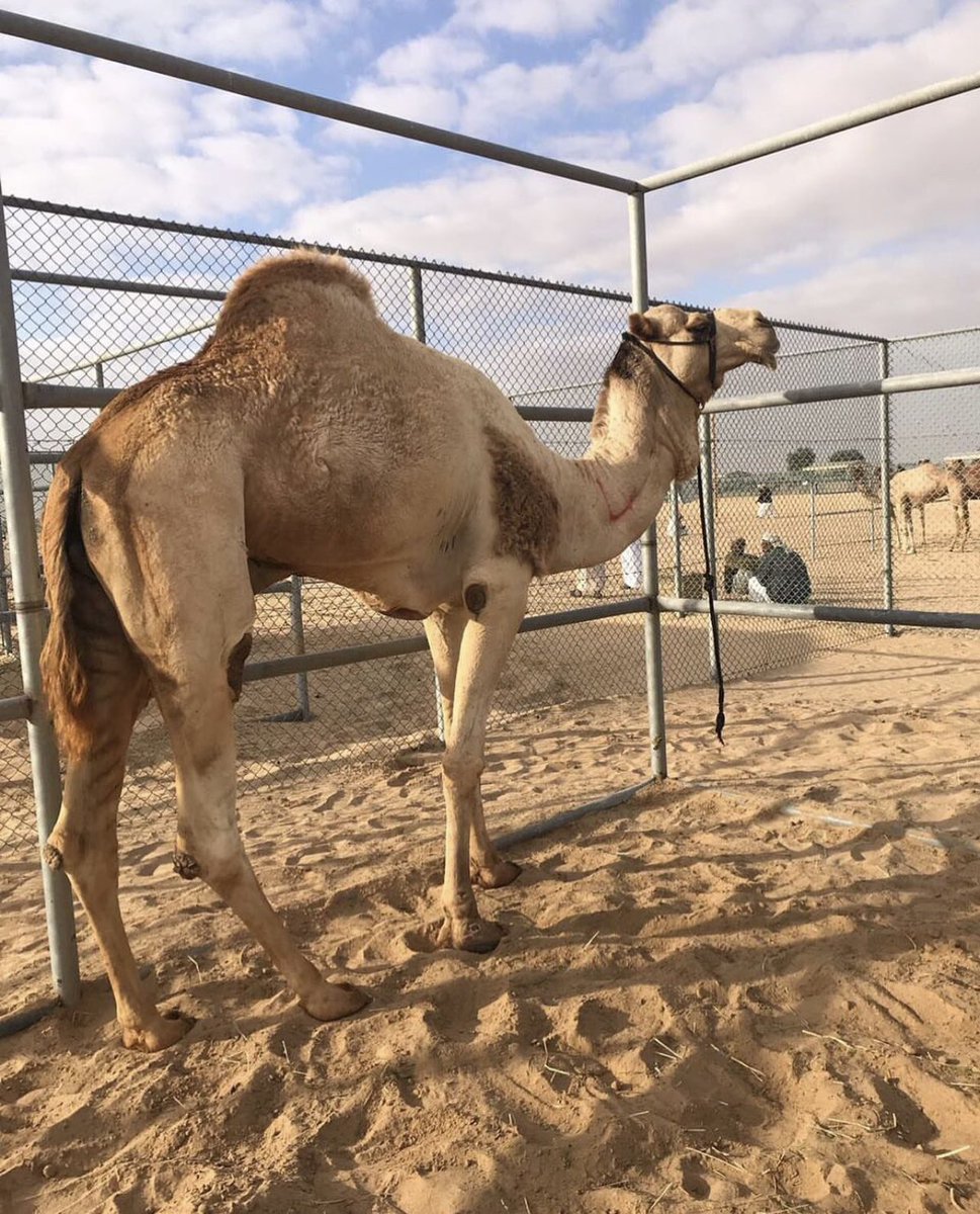 الهجن الاصايل 🐪 tweet media