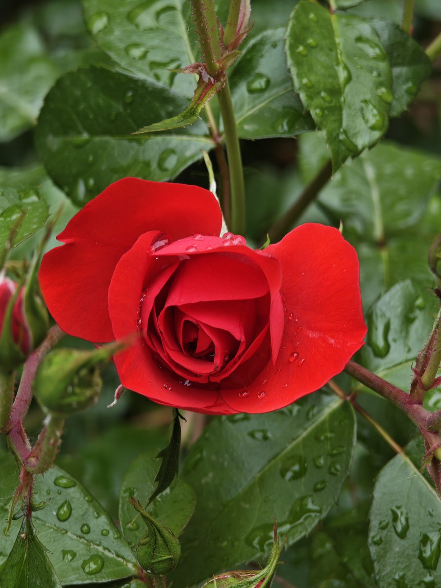 KatySnchez's tweet image. Siempre una rosa roja para el amor. Representan las rosas no solo el amor  también  la pasión y los sentimientos profundos. #rosa #roja #amor #hacerfotos