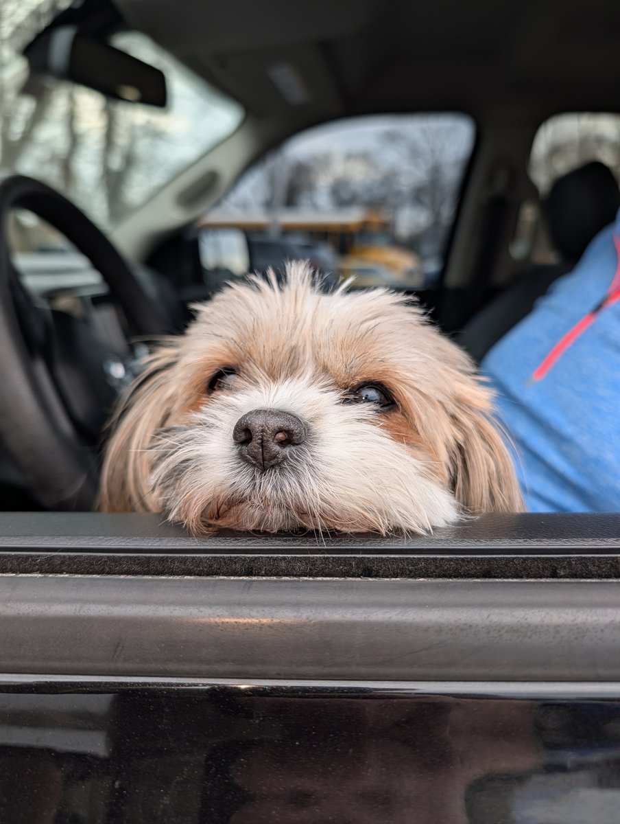 nysoundtrax's tweet image. We were going to post about a big job we're working on, but then this cutie showed up and we got side-traxed. 🐶👀 #CustomerDogs #Pupper #Doggo