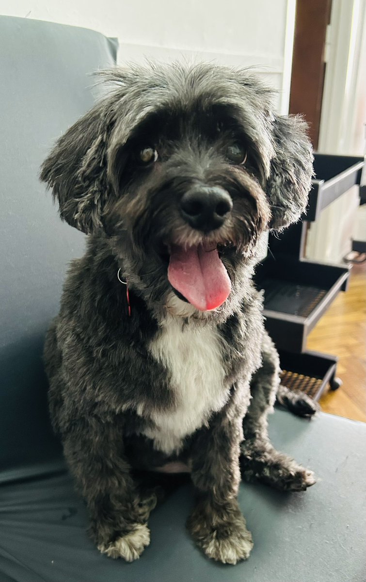Alguien volvió de la peluquería ✂️ 🛁
