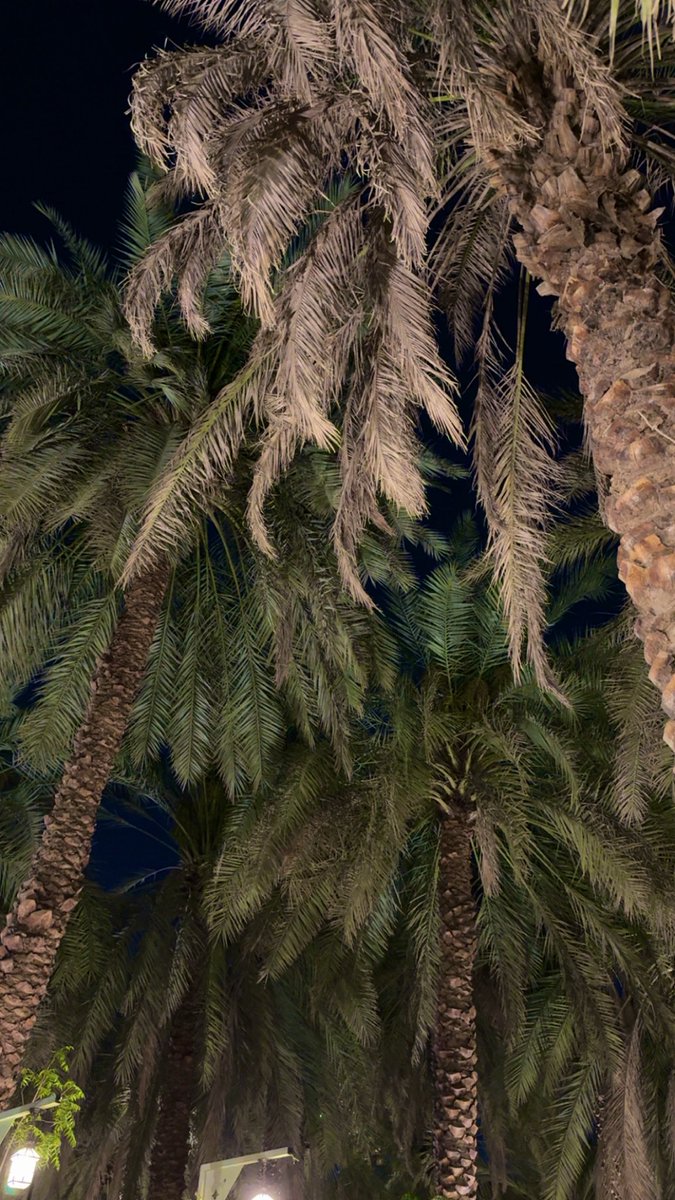 🐈‍⬛ tweet media