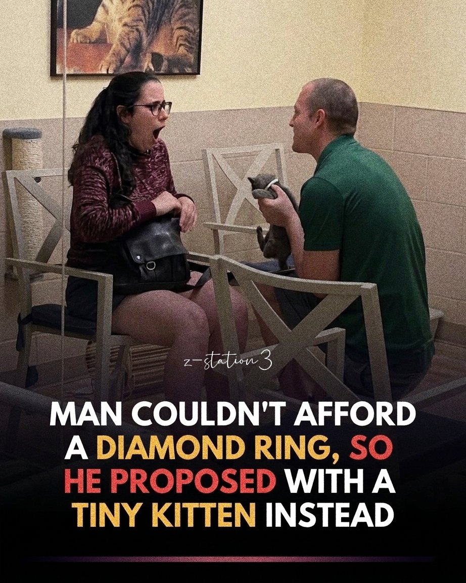 z_station3's tweet image. This heartwarming image captures a moment where creativity outshone a traditional budget. 

Choosing a lifetime of companionship over a gemstone, this man decided to "purr-pose" by surprising his partner with a tiny kitten.

#CatProposal
#KittenEngagement
#RelationshipGoals