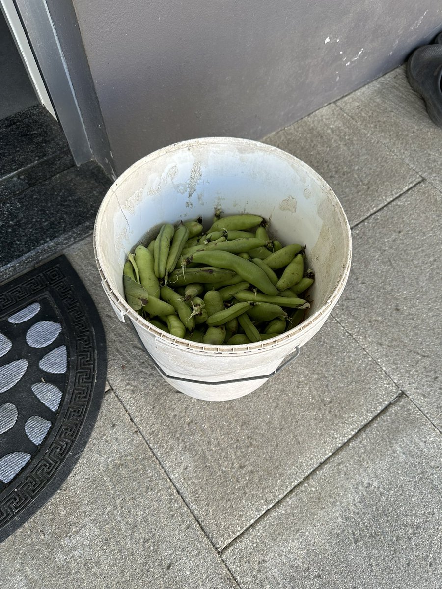 Neighbor gave a bucket of his home grown fave beans 🫘.. must find out how to cook these things