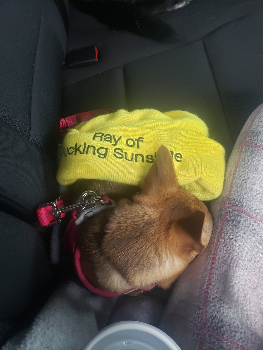 kyi1270192's tweet image. Free puppy pics for all doms that make their subs pay me today and dopamine for subs in return for tribute
#free #pup #pics #domme #finsub #paypig #findom