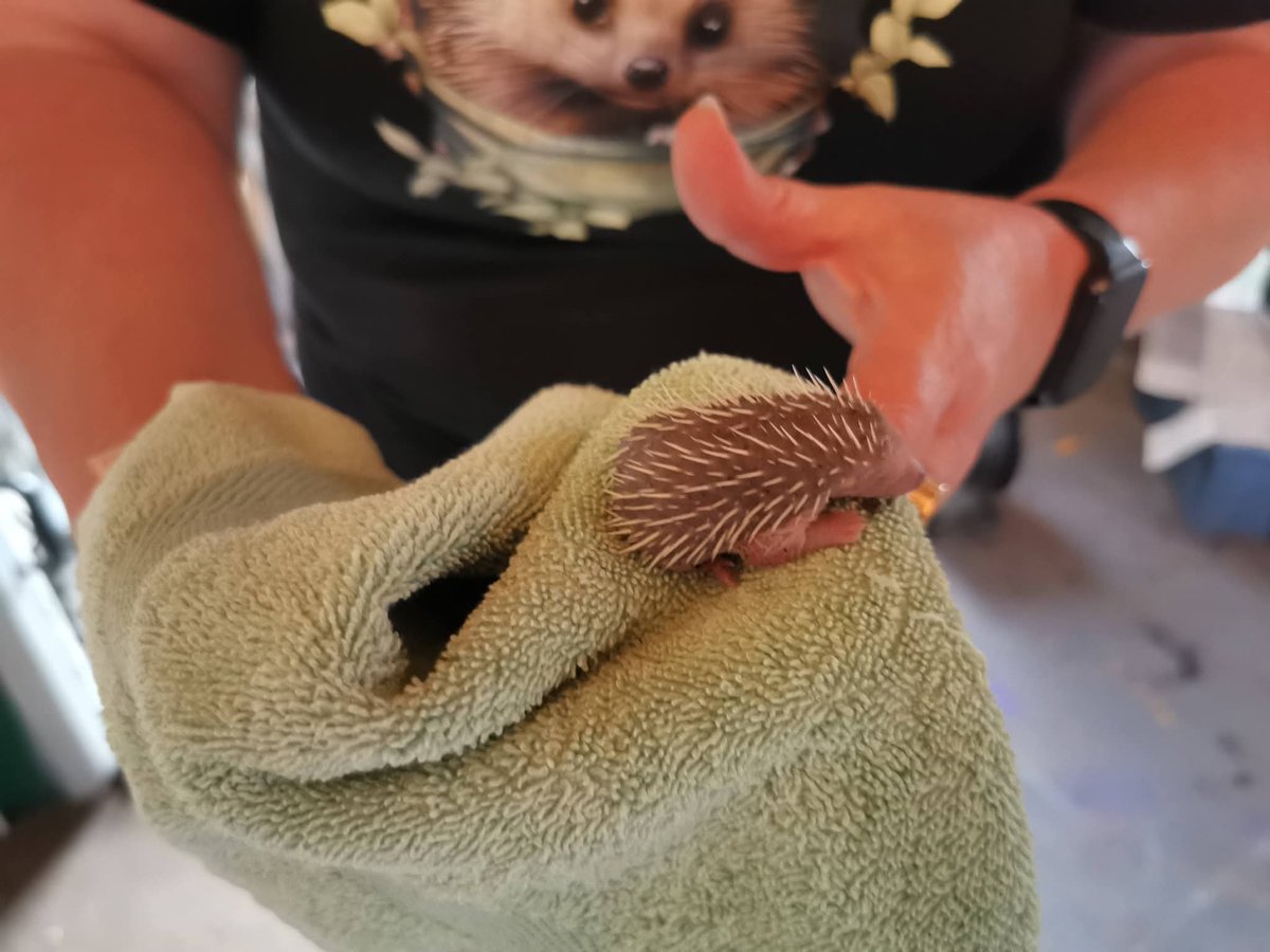 Help4hedgehogs tweet media