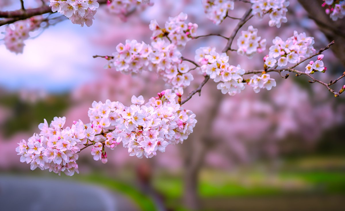 masahiko65's tweet image. #cherryblossoms #桜  　

Spring. Viewing cherry blossoms.