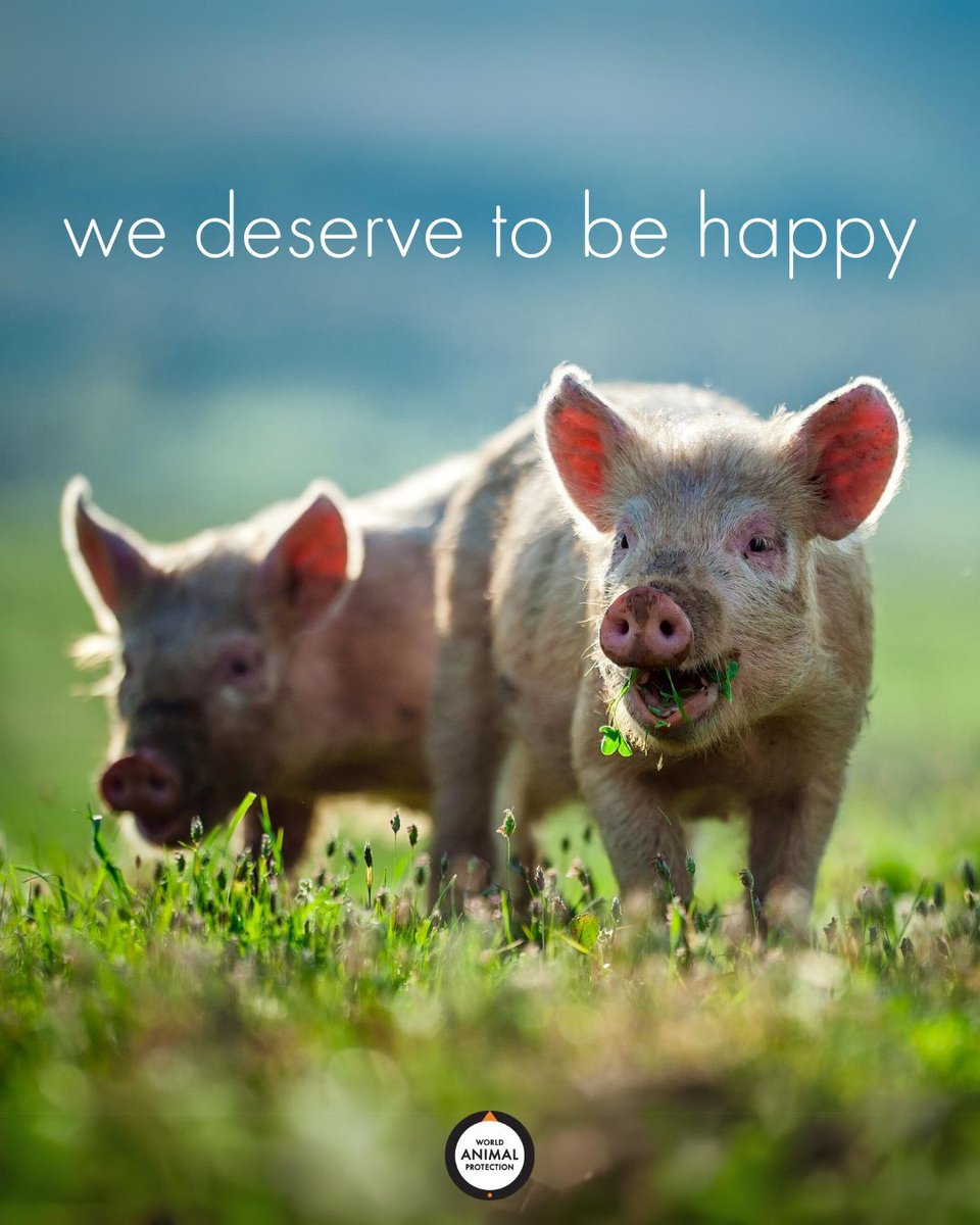 World Animal Protection US tweet media
