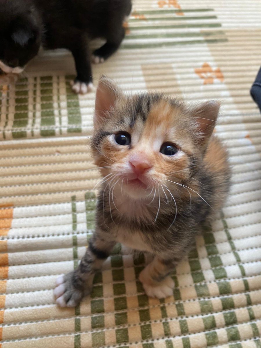 Yuva arıyorum nolr tm