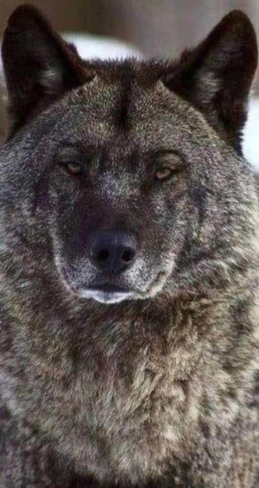 halim korlu tweet media