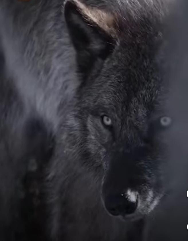 halim korlu tweet media