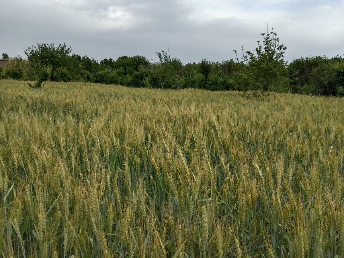 Wheat crops 🌾 Wana, South Waziristan.