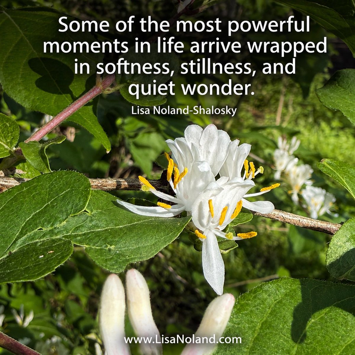 EarthAngel913's tweet image. “Some of the most powerful moments in life arrive wrapped in softness, stillness, and quiet wonder.”
—Lisa Noland-Shalosky

LisaNoland.com

#lisanolandshalosky #channeledwisdom #quietwonder #soulwhispers #SacredStillness