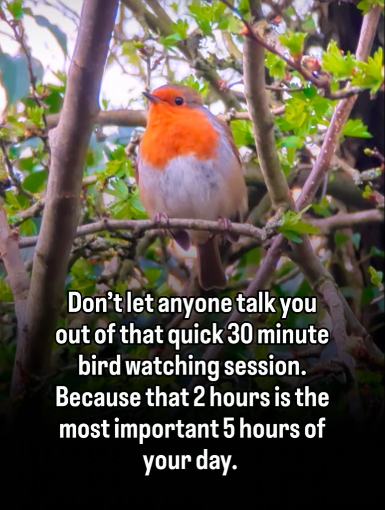 LittleTerfyBirdie tweet media