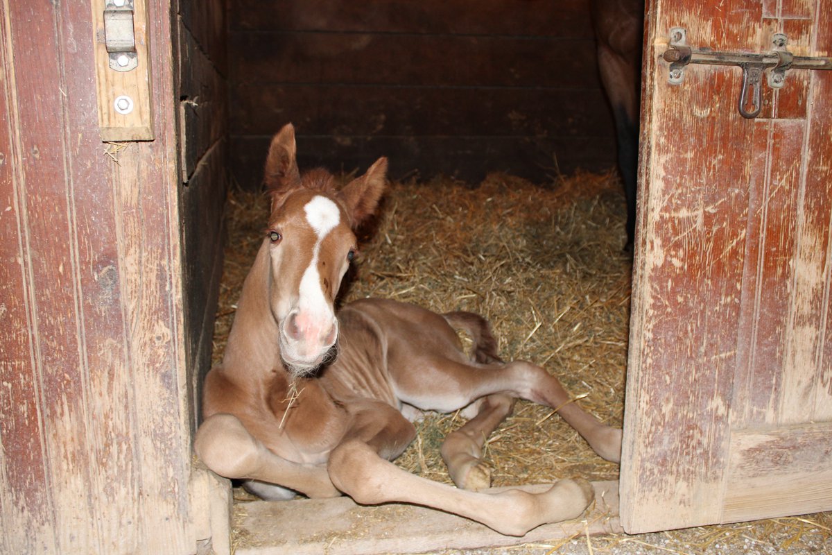 Hanover Shoe Farms tweet media