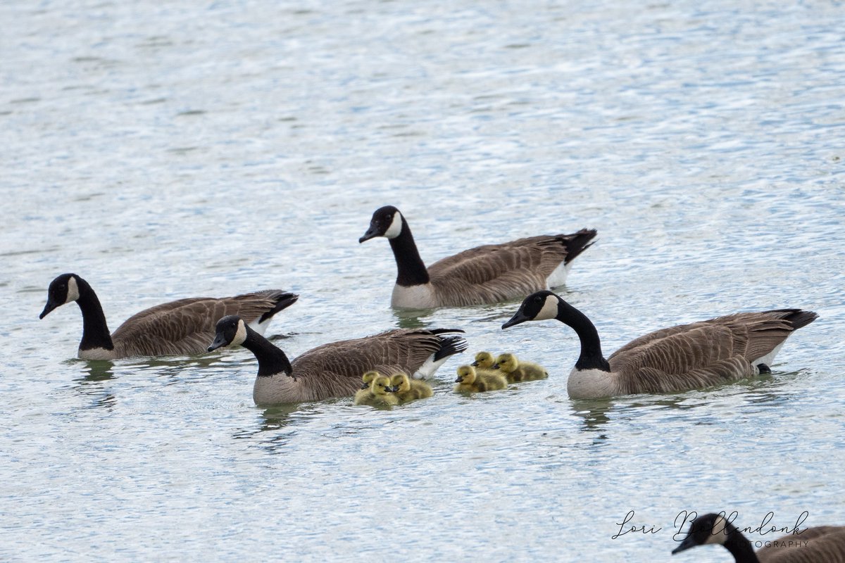 PPRBD's tweet image. Family Swim!    

Hope this brought a smile to your face.   Have a great day everyone. #wildlife #birding #birds #colorado 

Photo - Lori Price Bollendonk