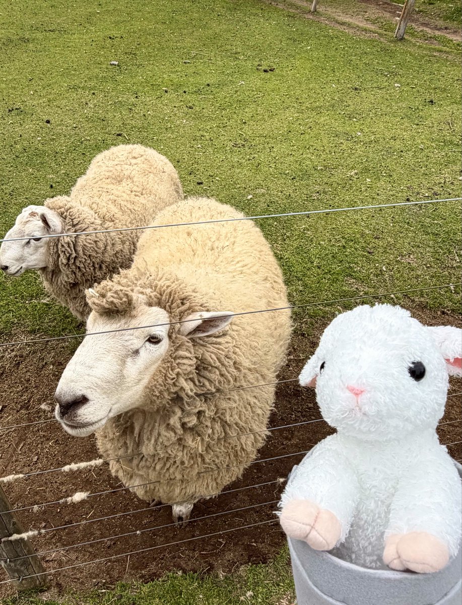 今月のベストバイ】 マザー牧場のバケツひつじぬいぐるみ🐑
