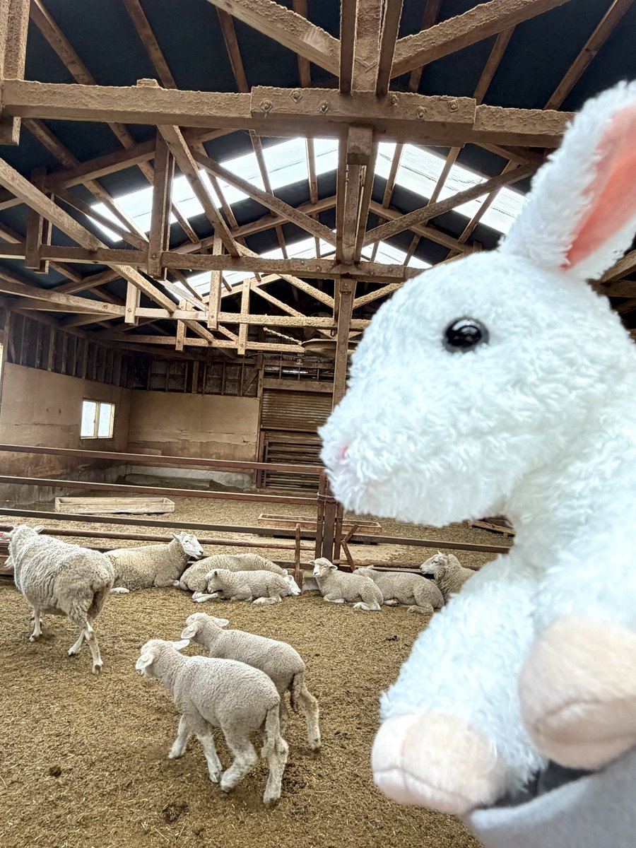 今月のベストバイ】 マザー牧場のバケツひつじぬいぐるみ🐑