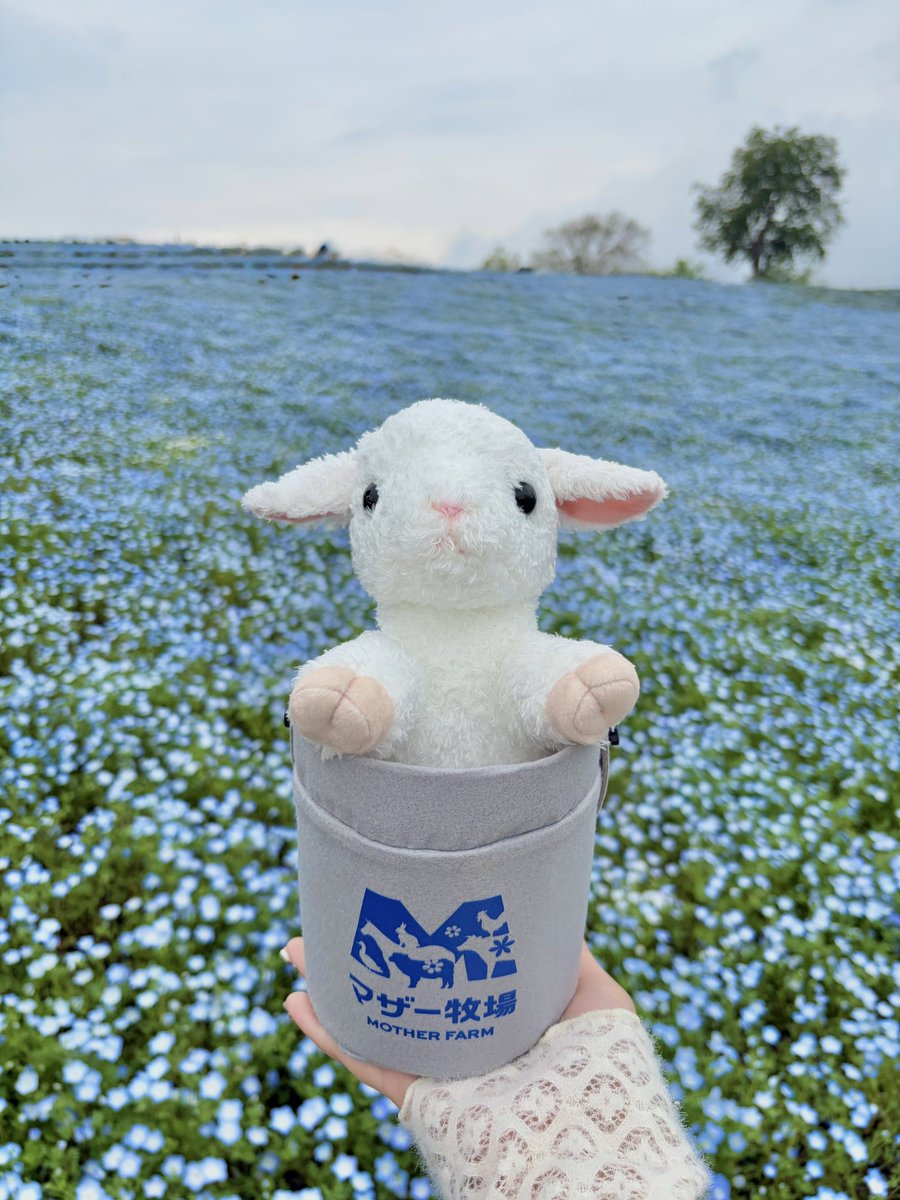 今月のベストバイ】 マザー牧場のバケツひつじぬいぐるみ🐑