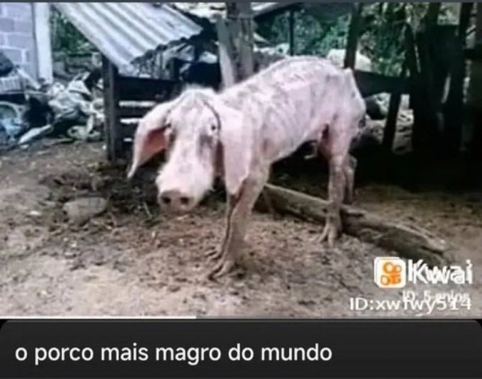 fudido jr tweet media