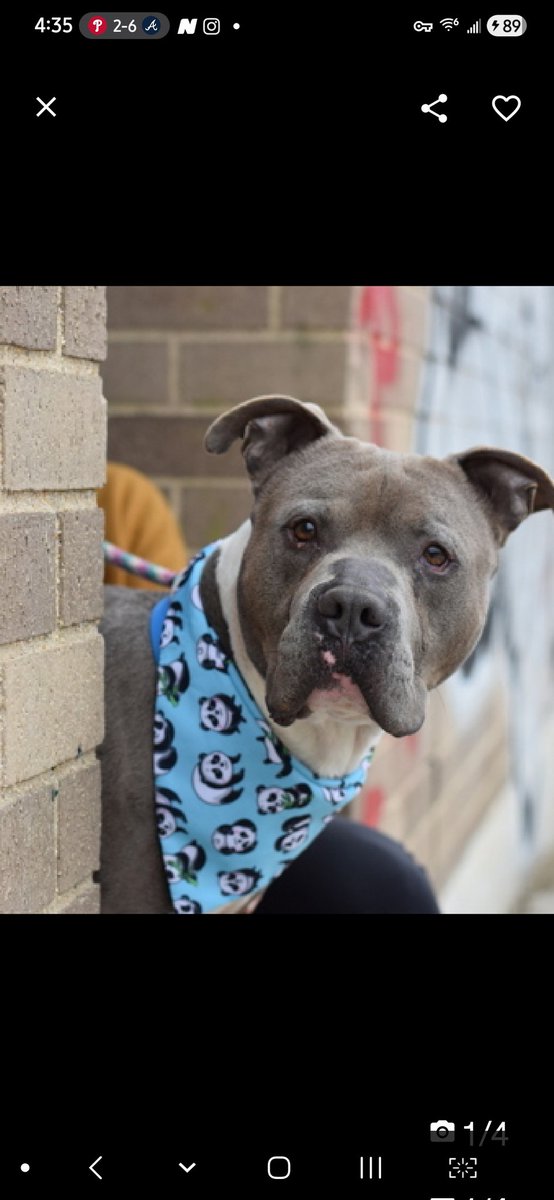MyBoxerLuvMac1's tweet image. 💔Japchae💔
#NYCACC #251822 5y
▪️ReListed TBK: 4/30💉 
#RescueOnly

Precious sweetie's💔, listed after 16 days!
Low threshold for arousal, leash biting.
Shy guy's being given no time &amp;amp; has CIRDC on top of it!
Needs loving, N.East #Foster, 4 positive reinforcement, 2 decompress &amp;amp;